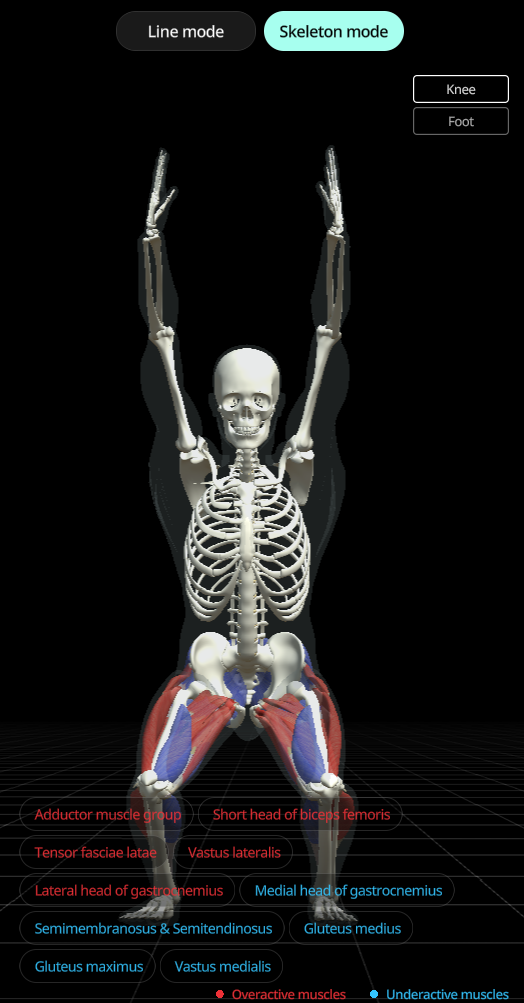 Musculoskeletal Analysis